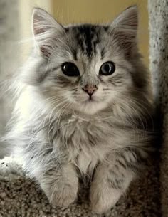 Persian Cat I Want One So I Can Giggle At It S Little Smooshed