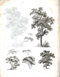 Architecture Drawing Of Trees landscape architecture tree drawings | spydelhi.gencook | how Architecture Drawing Of Trees landscape architecture tree drawings | spydelhi.gencook | how