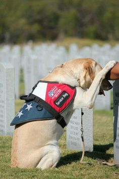 55 Best Amazing Service Dogs Images On Pinterest Doggies Service Dog Memorial Day Military Dogs Working Police