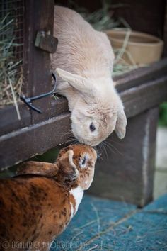 Resplendent rabbit #rabbitselfie