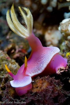 869 best nudibranchs images