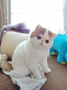 Exotic Shorthair Is My Fave Breed