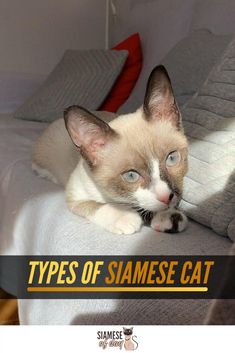 Pin On Siamese Cats