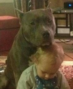 104 best pitbulls so pretty images on pinterest pit bull terriers