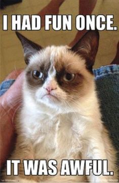 nutmeg the cat, 31 years old cat the world oldest living cat 1b34ca1e6ffdfc61d7a4853b1b854eef cat posters grumpy cat quotes nutmeg the cat, 31 years old cat the world oldest living cat,Cat Lover Meme