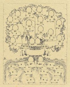 10 best family tree maker images on pinterest family trees family