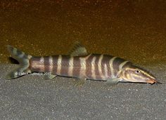 41 best tropical fish