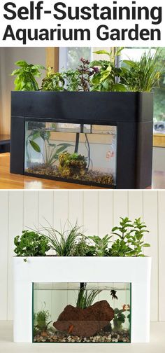 9 best self sustaining terrarium images terrarium ideas garden