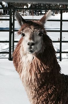 LLAMA ALPACA CAMEL LAMA GLAMA PLUSH FLUFFY HOODED HAT CAP BEANIE EARMUFF-COSTUME