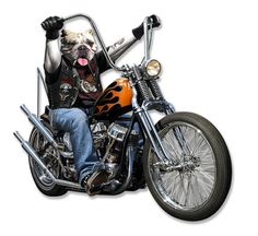 308 Best Motorcycle Signs Images In 2018 Metal Panels Bone To Be Wild Metal Sign 20 X 19 Inches