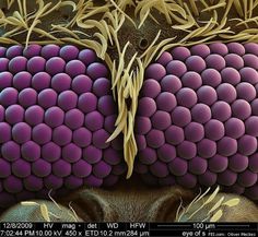 17 best things under a microscope images things under a microscope