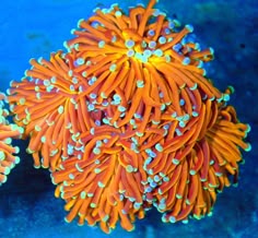 34 best euphyllia images
