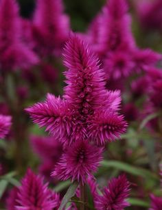 420 Best Annual Flowers 1 Images Bricolage Camping Survival Celosia Intenz Garden Flower Sun Plants Blooming House
