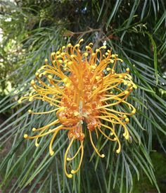 Grevillea Are Native To Australia There Beautiful Flowers Pieces Of Contentment A New Grevillea