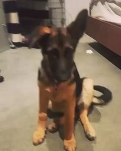 Luna deserves an Oscar for playing dead! 😂😂 German Shepherd, German shepherds, German shepherd videos, German Shepherd memes, German shepherd photos#germanshepherd #germanshepherds#germanshepherdvideos#germanshepherdmemes#germanshepherdphotos Funny Dog Videos, Dog Activities, German Shepherd Puppies, German Shepard, Funny Animal Humor