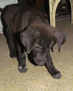 australian shepherd chocolate lab mix australian shepherd lab mix google search australian shepherd australian shepherd chocolate lab mix australian shepherd lab mix google search australian shepherd
