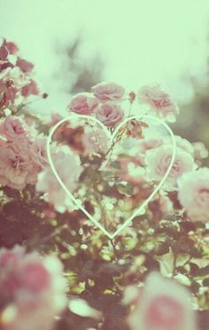 Roses Wallpaper Background Home Screen Cute Backgrounds Cute Wallpapers Wallpaper Backgrounds Roses Wallpaper Background Home Screen Cute Backgrounds Cute Wallpapers Wallpaper Backgrounds