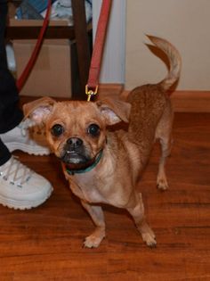 East Hartland Ct Chihuahua Papillon Mix Meet Titan A Puppy For