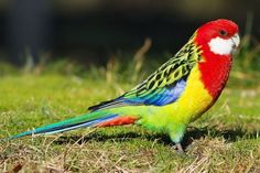 15 Ideas De Cotorras Cotorro Aves Loros