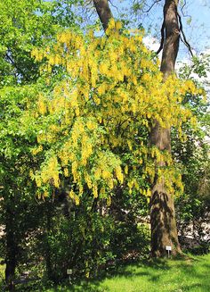 63 Laburnum ideas | plants, golden chain tree, trees to plant