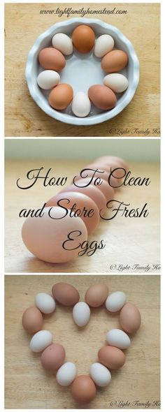 1876 best chickens duck quail and turkey images on pinterest find this pin and more on chickens duck quail and turkey by pia kaven bailey