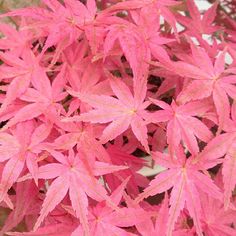 Girly Weed Tumblr This Japanese Maple Is Awesome Looks Like Magic Japanese Girly Weed Tumblr This Japanese Maple Is Awesome Looks Like Magic Japanese