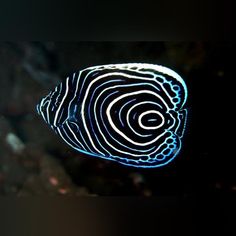 68 best fishspecies images