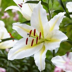 144 best summer blooming