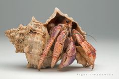 40 best hermit crabs