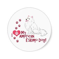 american eskimo dog breeders new england american eskimo dog breed information american eskimo dog dog american eskimo dog breeders new england american eskimo dog breed information american eskimo dog dog