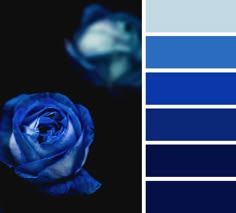126 Best Blue Color Palette Images In 2019 Paint Colors Colour Midnight Blue And Royal Color Scheme