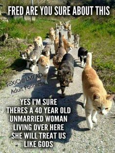 cute pair of kitties texas, cat and animal 1d187d045d0ecdf90ec54dbad531bb24 super funny memes crazy cat lady cute pair of kitties texas, cat and animal,Body Language Funny Memes