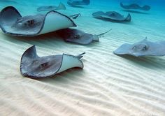 185 best stingrays images