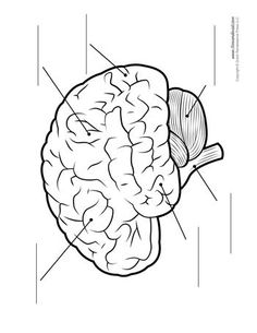 Life Cycle Of A Hermit Crab Google Search Homeschool Stuff Pinterest Kindergarten