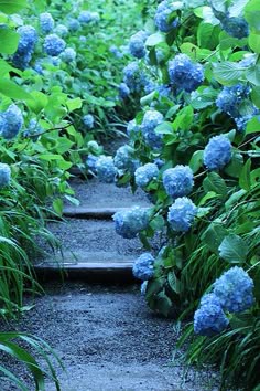 Lot de 50 graines dhortensia bleues de fleurs dhortensia de jardin de cour en pot de graines rares bleu de bonsaï Lot de 50 graines dhortensia bleues de fleurs dhortensia de jardin de cour en pot de graines rares bleu de bonsaï