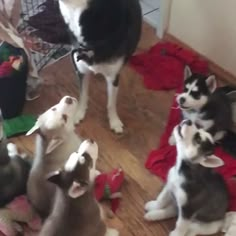 Huskies kindergarten looks like this Animals Kissing, Cute Puppies, Cute Dogs, Cute Babies