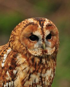 Owlsome Stunning Funny Cute Owl Design Poster Scandi Nordic Premium Print UK