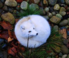 polar fox arctic fox white fox cute plush gift home decor fluffy 1da8cb72f32d6fa3f3a563eba6a47a8c fox species white fox polar fox arctic fox white fox cute plush gift home decor fluffy
