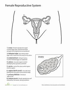 inside out anatomy the reproductive system