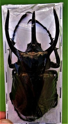 Goliath Beetle Goliathus albosignatus kirkianus Male 50 mm FAST FROM USA