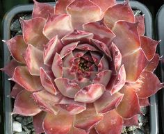 Sempervivum /"Heike/" 2 Rosetten