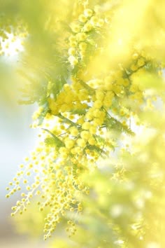 ミモザ のアイデア 76 件 美しい花 花 壁紙 ミモザ ミモザ のアイデア 76 件 美しい花 花 壁紙 ミモザ