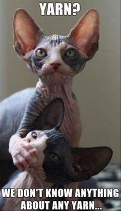 vidéo chatte sans poils