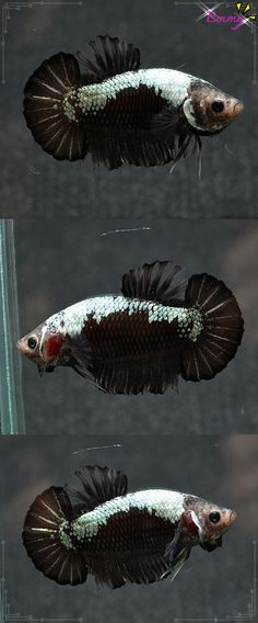 217 best rumble fish