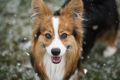 Cardigan Welsh Corgi Dog Breed Information Pictures