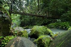 La Selva Biological Station Laselvacr Profile Pinterest