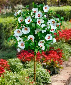 10 Best Rose Of Sharon S Images On Pinterest Garden Plants Cottage Farms Direct Empress Rose Of Sharon Tree