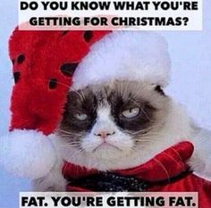 73 best grumpy cat christmas images on pinterest funny animals grumpy cat merry christmas