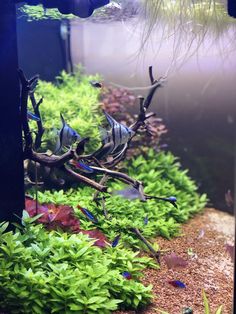 27 best live aquarium