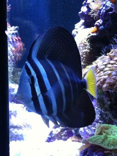 102 best marine aquarium